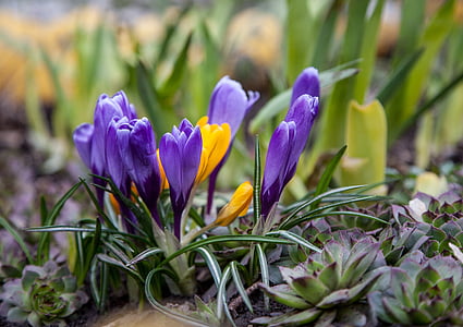 fleurs, Crocus, printemps, verts, Purple, bleu, jaune