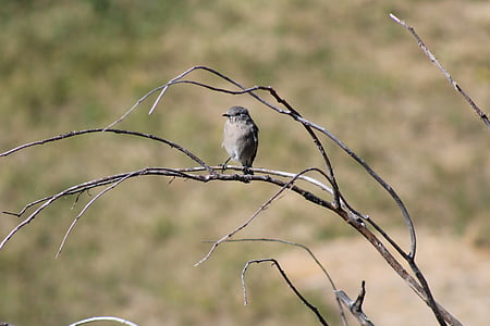 vták, Príroda, Montana