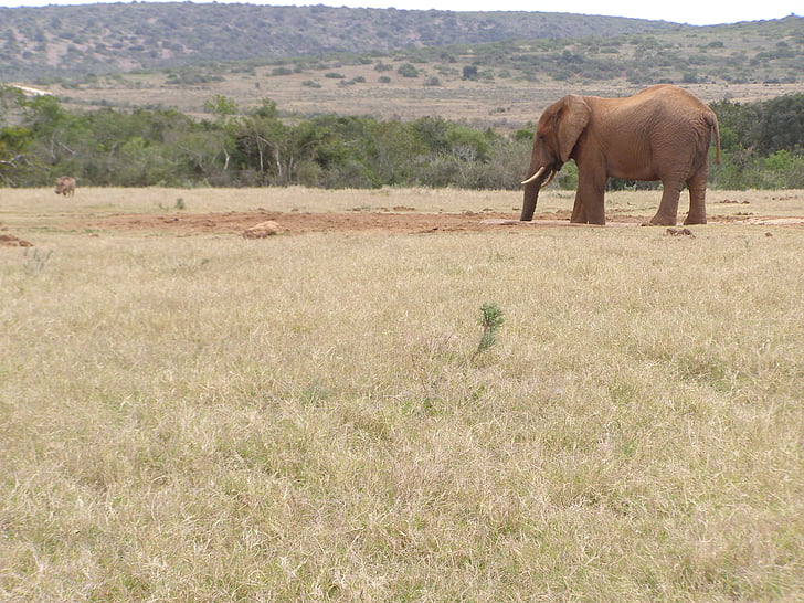 olifant, drinken, Safari, gieter gat, Zuid-Afrika, Afrika, Safari dieren