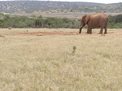 Слон, пить, сафари, дыра полива, Южная Африка, Африка, сафари животных