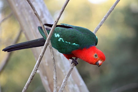 karalius papūga, raudona, žalia, sparnai, Laukiniai gyvūnai, vyras, Australijos
