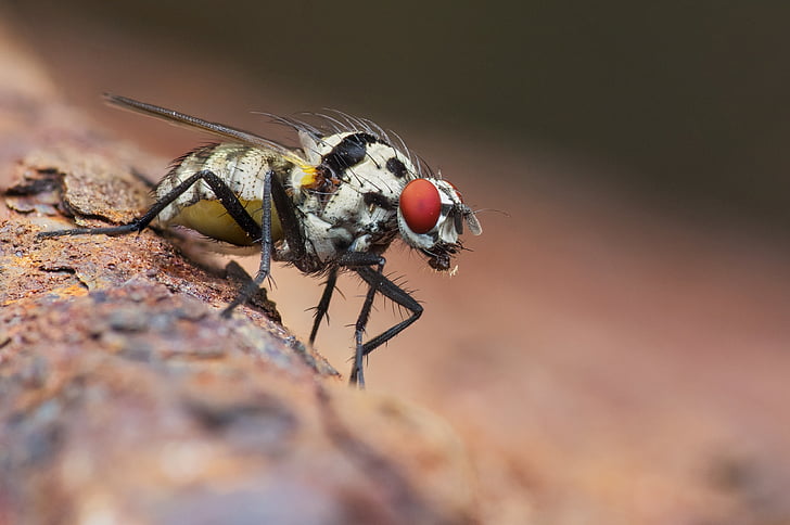 bug, közeli kép:, összetett szem, szem, menet közben, rovar, makró