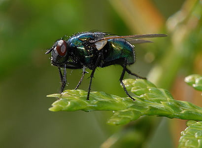 animal, blur, bright, close-up, daylight, fly, insect