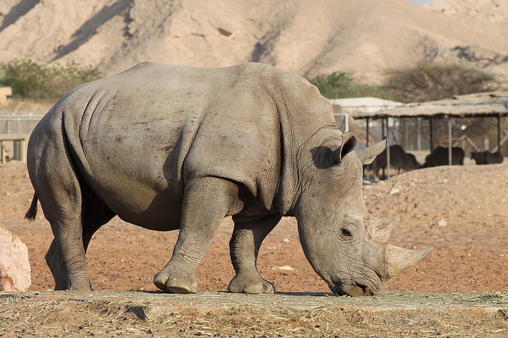 Rhino, Zoo, nosorožce, zvířata v přírodě, zvířecí přírody, žádní lidé, zvířecí motivy