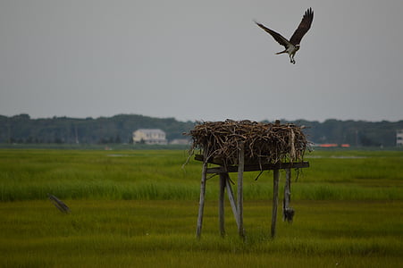 Osprey, penerbangan pertama, burung, pemula, penerbangan, terbang, alam