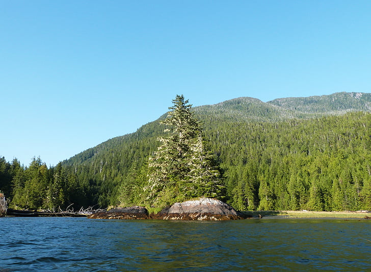 rivier, fjord, natuur, boom, Pine, water, Columbia