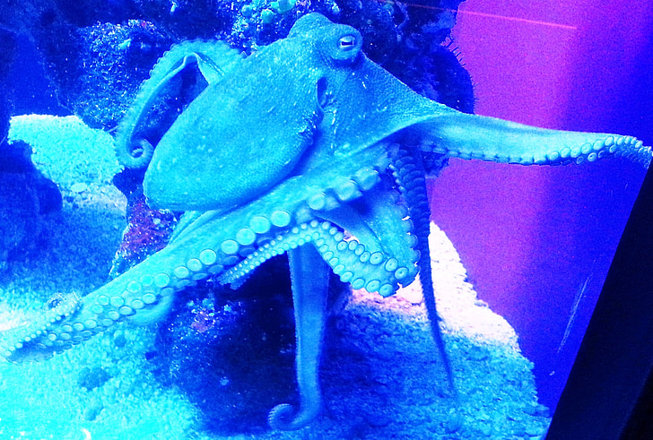 octopus, kraken, sea life, animal, ocean, underwater, sea