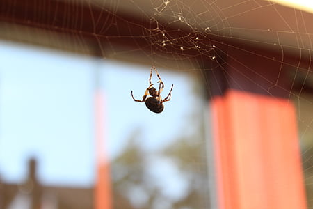 laba-laba, jaring laba-laba, arakhnida, Reserve, serangga