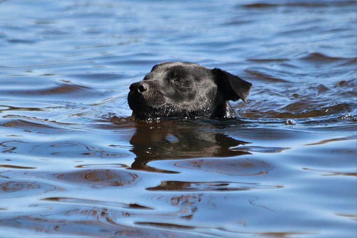 Patterdale terrier, Terrier, cão, preto, nadar, animal de estimação, animais