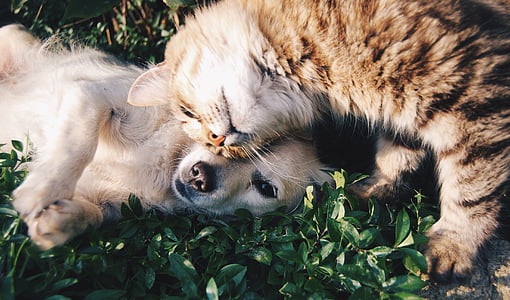 เพื่อน, แมวและสุนัข, แมวและสุนัข, สัตว์เลี้ยง, ภายในประเทศ, สุนัขและแมวโดด, เข้าด้วยกัน