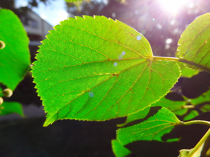 grönt blad, Leaf, solljus, Undertryckning av ojämna
