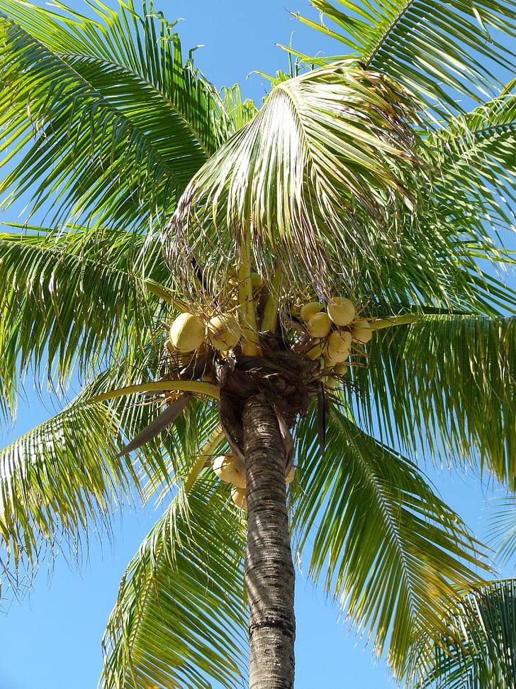 Palm, kokosriekstu koks, kokosrieksts, tropu, kokosrieksti, vasaras, brīvdiena