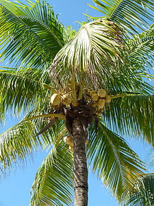 Palma, arbre de coco, coco, tropical, cocos, l'estiu, vacances