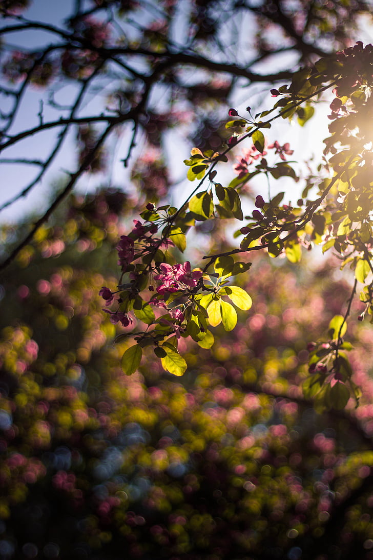 blossoms, flowers, nature, pink, plant, tree, branch