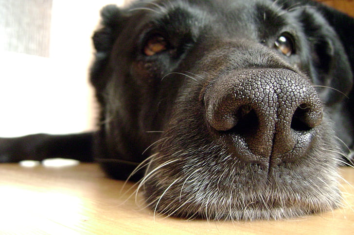 pes, nos, čenich, černá, dlouhý kabát, oči, sledování toku dat