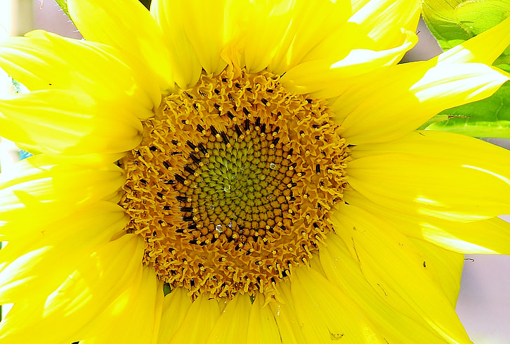 Sun flower, kwiat, Bloom, roślina, światło, kwiat, żółty