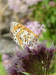 melitaea deione, metulj, Damer dels conillets, cvet, Libar
