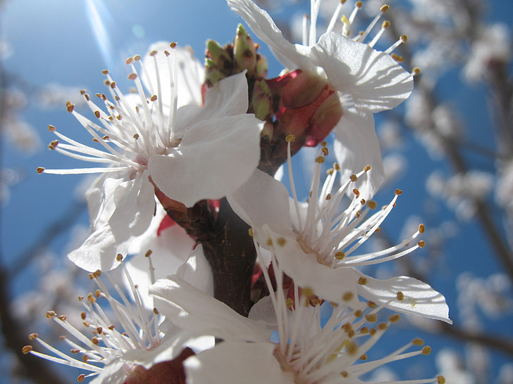 blossom, spring, sky, white, branch, plant, cherry