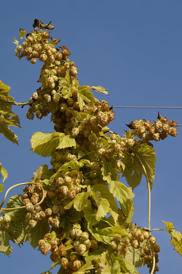 hops, hops fruits, umbel, genuine hops, beer brewing, climber, hopfendolde
