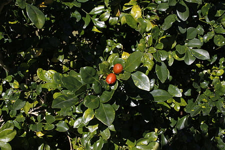 fruit fact, views, underbrush, foliage