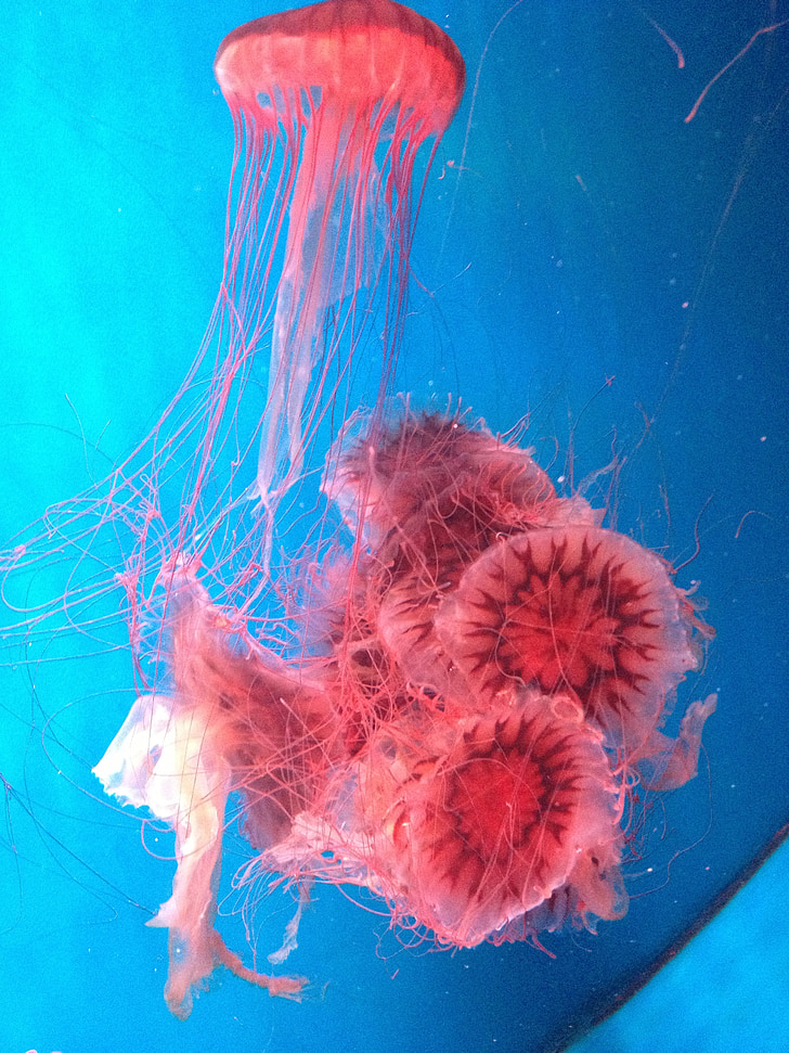 медузи, Красивий, синій