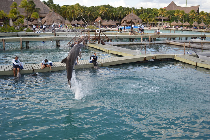 Dolphin, vatten, hoppa, Xcaret