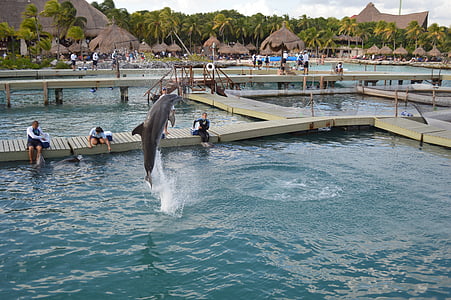 Delfin, wody, skok, Xcaret