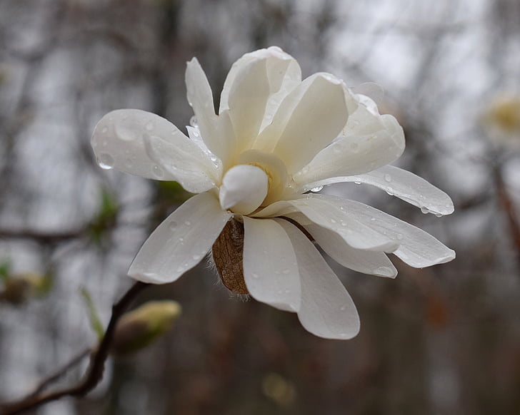 magnolia Gwiaździsta fin deszcz, deszcz, krople deszczu, Magnolia, drzewo, roślina, ogród
