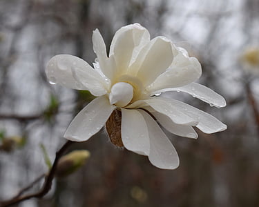 star magnolia fin the rain, rain, raindrops, magnolia, tree, plant, garden