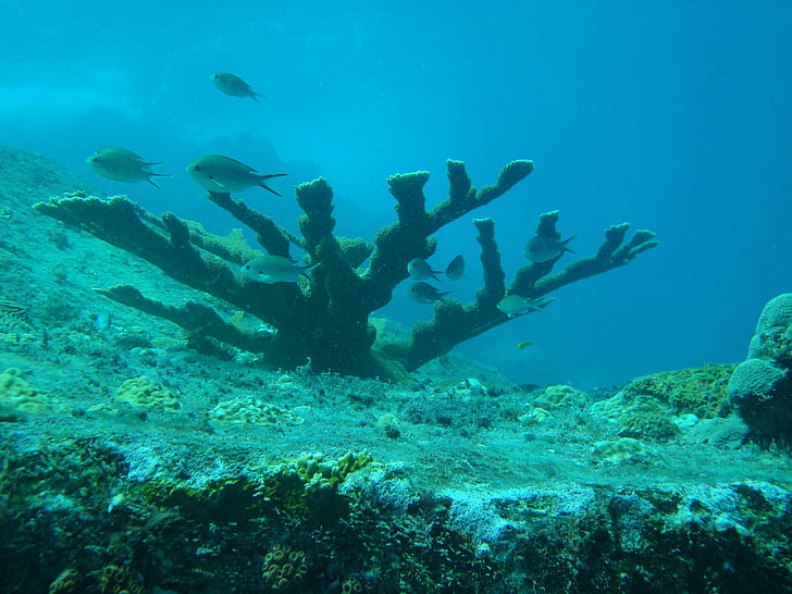 Mar, peix, arbre, submarí, escull de corall