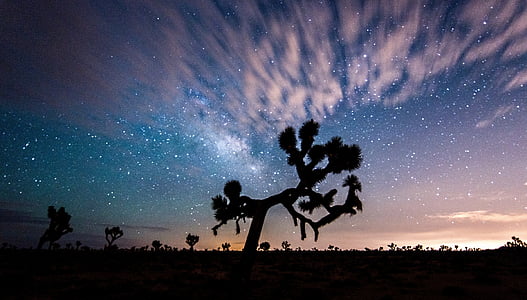 Joshua tree, posta de sol, paisatge, desert de, estrelles, núvols, cosmos