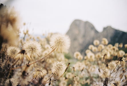 bokeh, dandelions, flowers, outdoors, mountain, sky, rock
