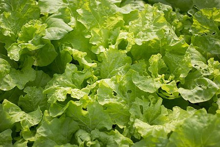 dārzenis, salāti, zaļu lapu
