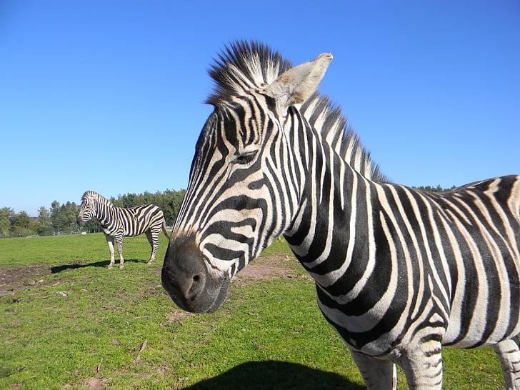 Zebra, paski, ogród zoologiczny