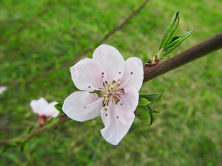 Peach blossom, Blossom, Bloom, persiko träd