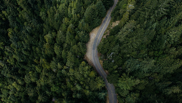 bird's eye view, forest, nature, outdoors, road, trees, woods