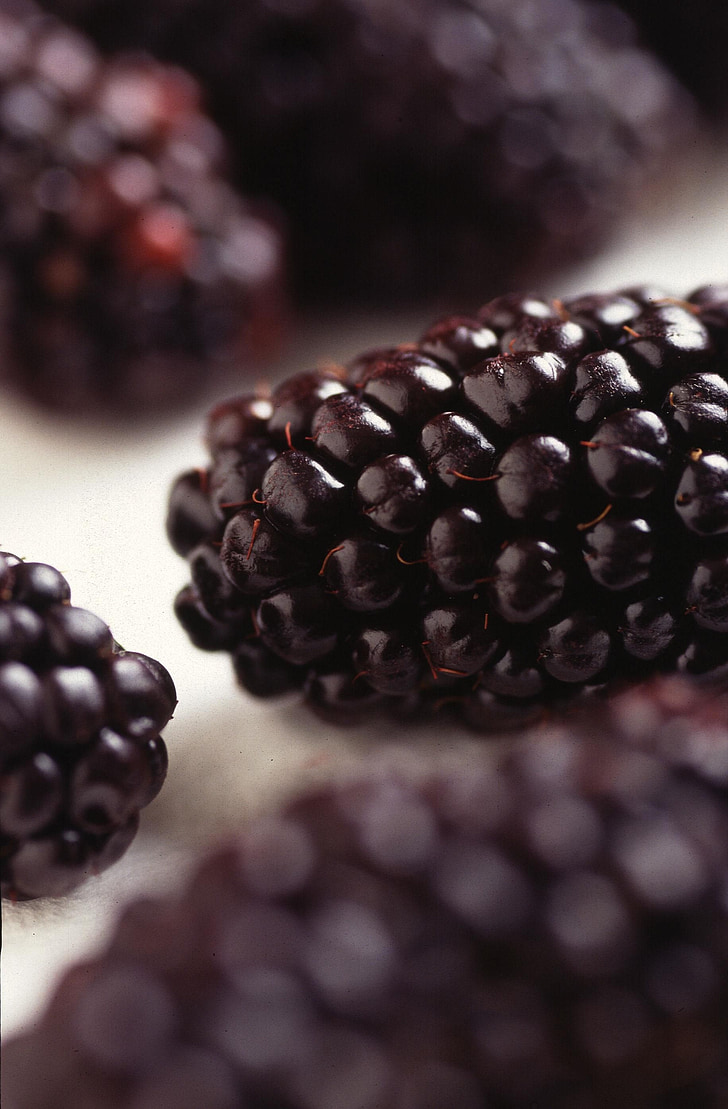 blackberries, modified, genetically, fruit, blueberries, fruits, plants
