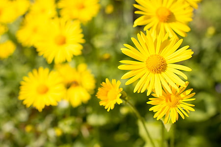 wybrane, fokus, Zdjęcie, żółty, Daisy, kwiat, ogród