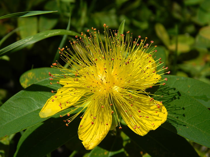 tutsan, yellow, closeup, r keithii, flowers, botanical garden, long stamens