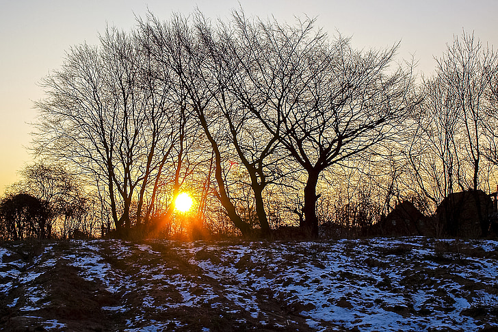 landscape, trees, sun, nature