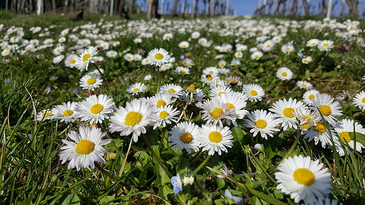 Daisy, padang rumput, Tutup, musim semi, bunga, bunga Padang rumput, alam