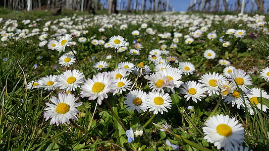 daisy, meadow, close, spring, flowers, flower meadow, nature