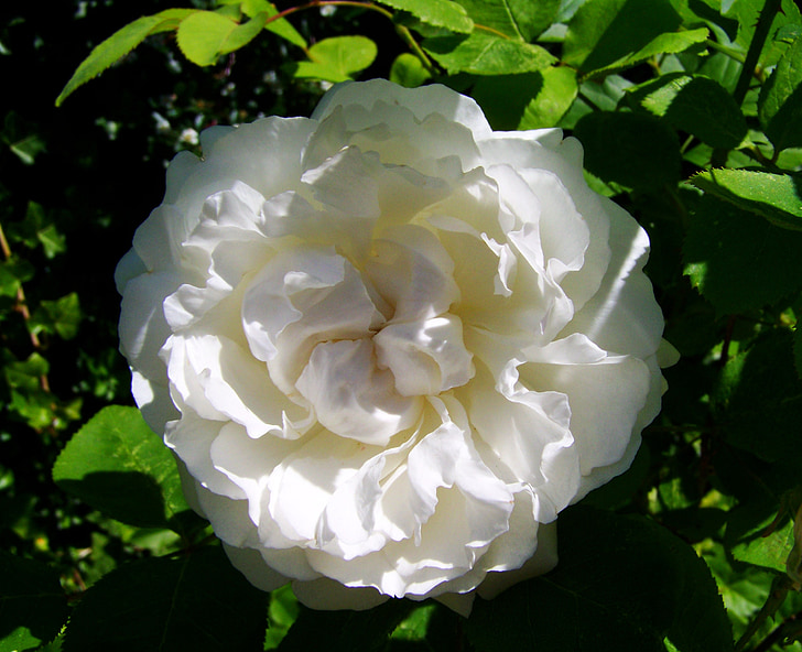 Rožė, balta gėlė, sodas
