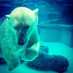 หมีขั้วโลก, หมี, ใต้น้ำ, สวนลินคอล์น, สวนสัตว์, สัตว์