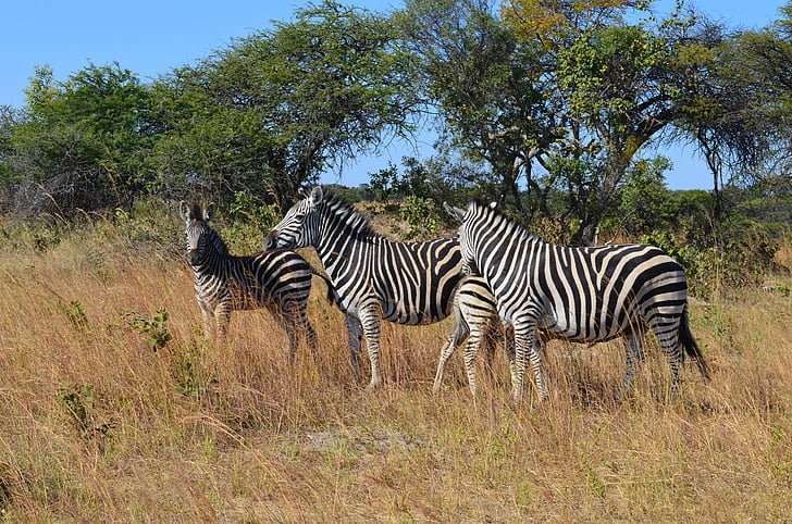 Zebra, zebror, vilda, vilda liv, djur, Zimbabwe, Afrika