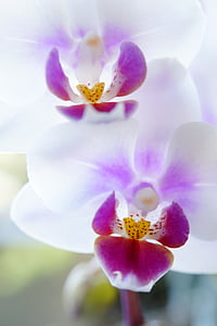 Orquídea, flor de la orquídea, flores, floración, flor, planta ornamental, Blanco
