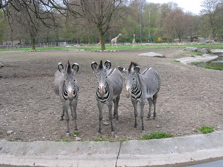 zoo, zebras, outdoor enclosures, zebra, stripes, mammal, africa