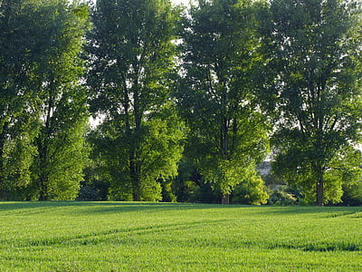 krajobraz, drzewa, Hałas drzew, Niwa, Rolnictwo, Düsseldorf, niebo ducha