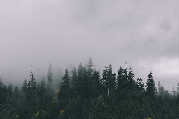 verde, alberi, riempito, nebbie, foresta, natura, nebbia