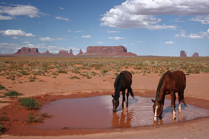 Amerikai Egyesült Államok, Arizona, Monument valley, nemzeti park, drága, ló, sivatag